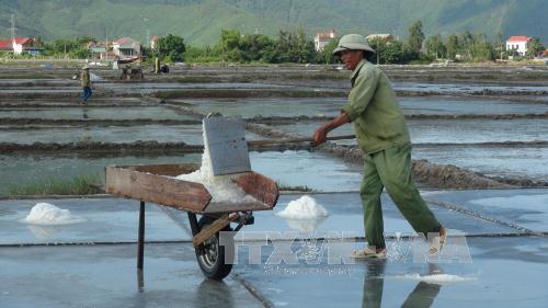  Muối sản xuất ở miền Trung đạt chuẩn an toàn